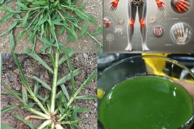 “Crabgrass: The Unexpected Backyard Plant with Remarkable Health Benefits”