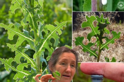 The Power of Wild Lettuce Sap: How to Collect, Use, and Benefit from It