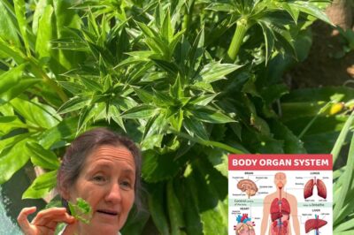 1 Sprig of Culantro: 17 Powerful Healing Remedies You Need to Know