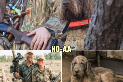 Couple Went Hunting and Vanished — 2 Years Later Their Dog Returns… | HO