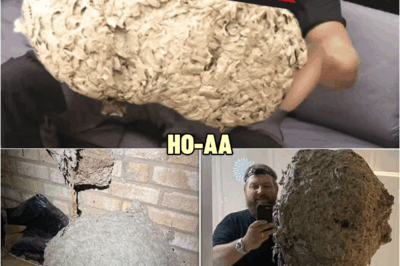 Man Thinks He Found “Hornets” Nest In Attic – Expert Turns Pale When He Sees What It Really Is | HO