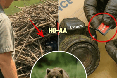 Ranger Found Camera Stuck in Beaver Dam, Watched Footage and Called FBI in Panic! | HO