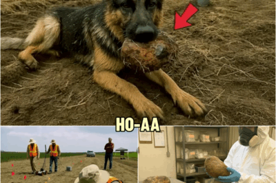 Dog Kept Bringing Rocks From Woods, Then the Owner Realized What They Were… | HO!!!!