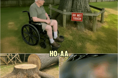 Grandpa Never Let Anyone Near the Tree, When He Died They Found out Why… | HO