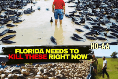 WARNING! FLORIDA MUST Destroy these 7 Animals At ALL Cost, You Must See This! | HO~