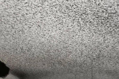 Is This the End of Days? Rome’s BIBLICAL PLAGUE as Birds BLOCK OUT THE SUN – S