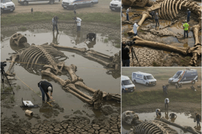 S – Rewriting History? Giant Skeletons Can Only Stand the Test Subhead: Experts warn: need a series of material verification, 3D simulations and comparison of samples with known hominins.