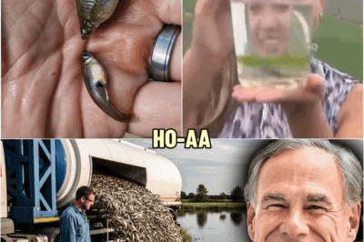 Texas Was Mocked For Dumping Thousands of Mosquitofish Into Ponds. The Results Might Shock Them | HO!~