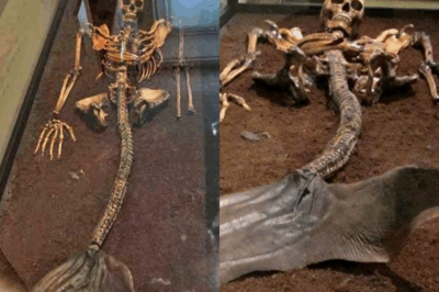 S – Mermaid Skeletons Discovered: Myth or Forgotten Species?