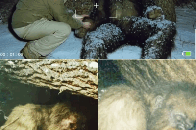 s – “WE COULDN’T LET IT DIE”: Rangers Make UNPRECEDENTED Rescue, Claiming to Have Saved a Wounded SASQUATCH