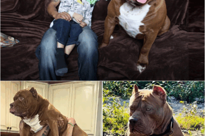 S – 175 pounds of pure muscle: The dog has a bite that can break an arm like a toothpick but is the gentlest in the house.”I won’t sell it even for 10 million dollars!” What does the Hulk’s descendant have that the super-rich are looking for?