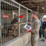 Everyone Avoided This "Broken" K9 at the Shelter — But This Navy SEAL Knew Exactly Who He Was