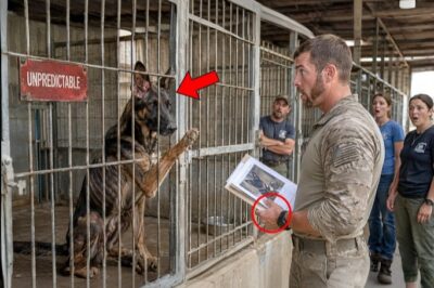 Everyone Avoided This "Broken" K9 at the Shelter — But This Navy SEAL Knew Exactly Who He Was