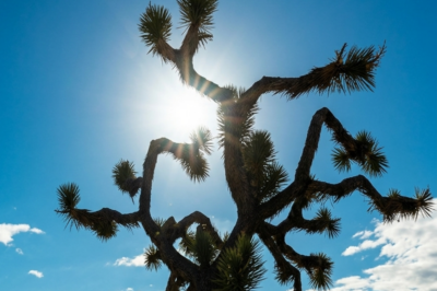 Disappearances & Mysteries from Joshua Tree National Park!!!!