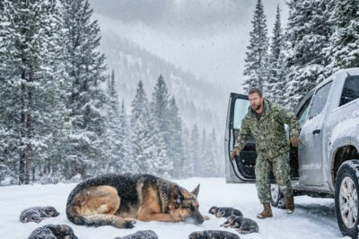 A Navy SEAL Found a Mother Dog and 5 Puppies in a Blizzard — A Moment That Changed His Life