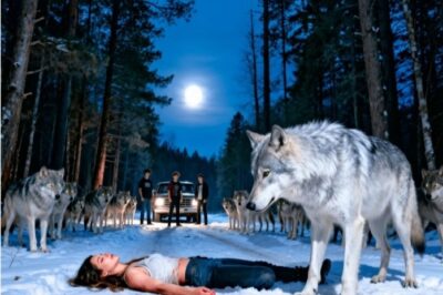 Bullies Beat The Girl Unconscious — They Didn’t Know That 47 Wolves Were Silently Watching Over Her