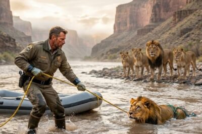 Ranger Pulls Lion from River – The Pride’s Response Afterwards Shocked Every Witness