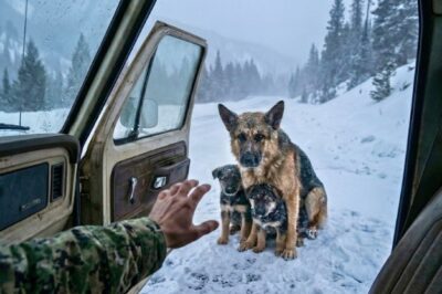Navy SEAL Opens Truck Door for FREEZING Dog Family—What Happens Next Melts Hearts