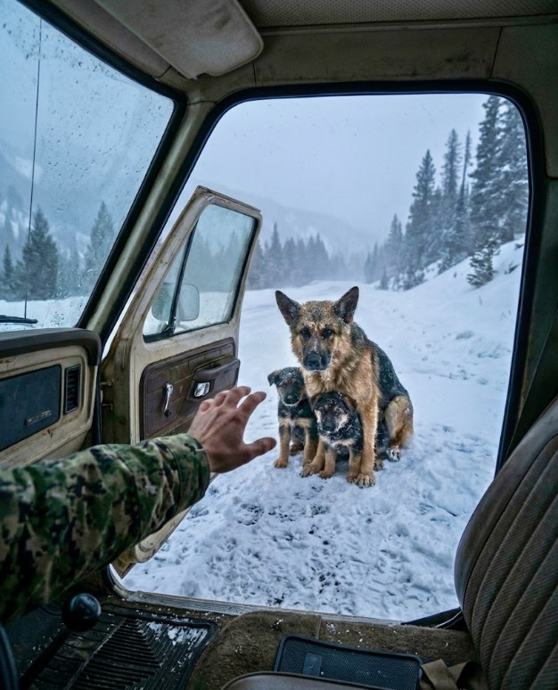 Navy SEAL Opens Truck Door for FREEZING Dog Family—What Happens Next Melts Hearts