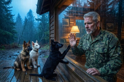 The Navy SEAL Wanted Silence, But God Gave Him 3 German Shepherds— Funny, Heartbreaking & Adorable