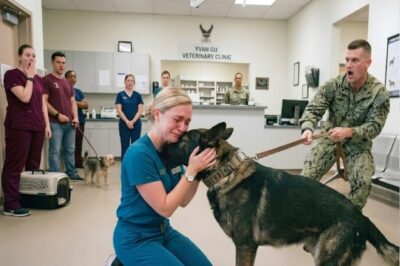 Everyone Backed Away From the Military K9 — The Exhausted Vet Tech Walked Straight Toward Him