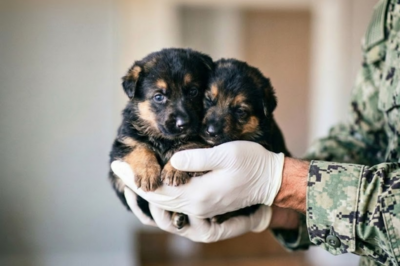 Some people go their whole lives thinking they’re the ones saving something—until two broken puppies refuse to let go of each other and him. He came to observe. Left carrying what he never dared feel.