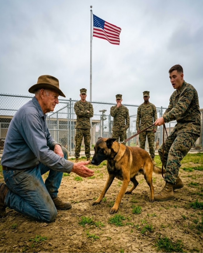 Marines Couldn't Control the Retired K9 — Until the Old Farmer Stepped Forward and Said "Ghost"
