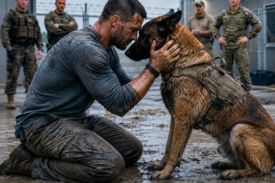 “Too Aggressive to Handle? This K9 Faced One Last Drill from a Navy SEAL — You Won’t Believe What Happened”