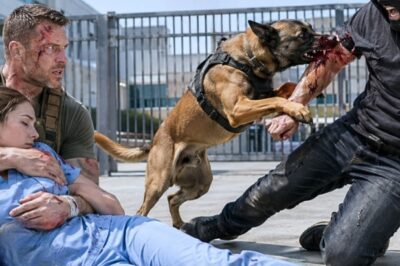 “Nurse Stabbed 5 Times Protecting a Veteran’s K9 — 24 Hours Later, 200 Navy SEALs Arrived”